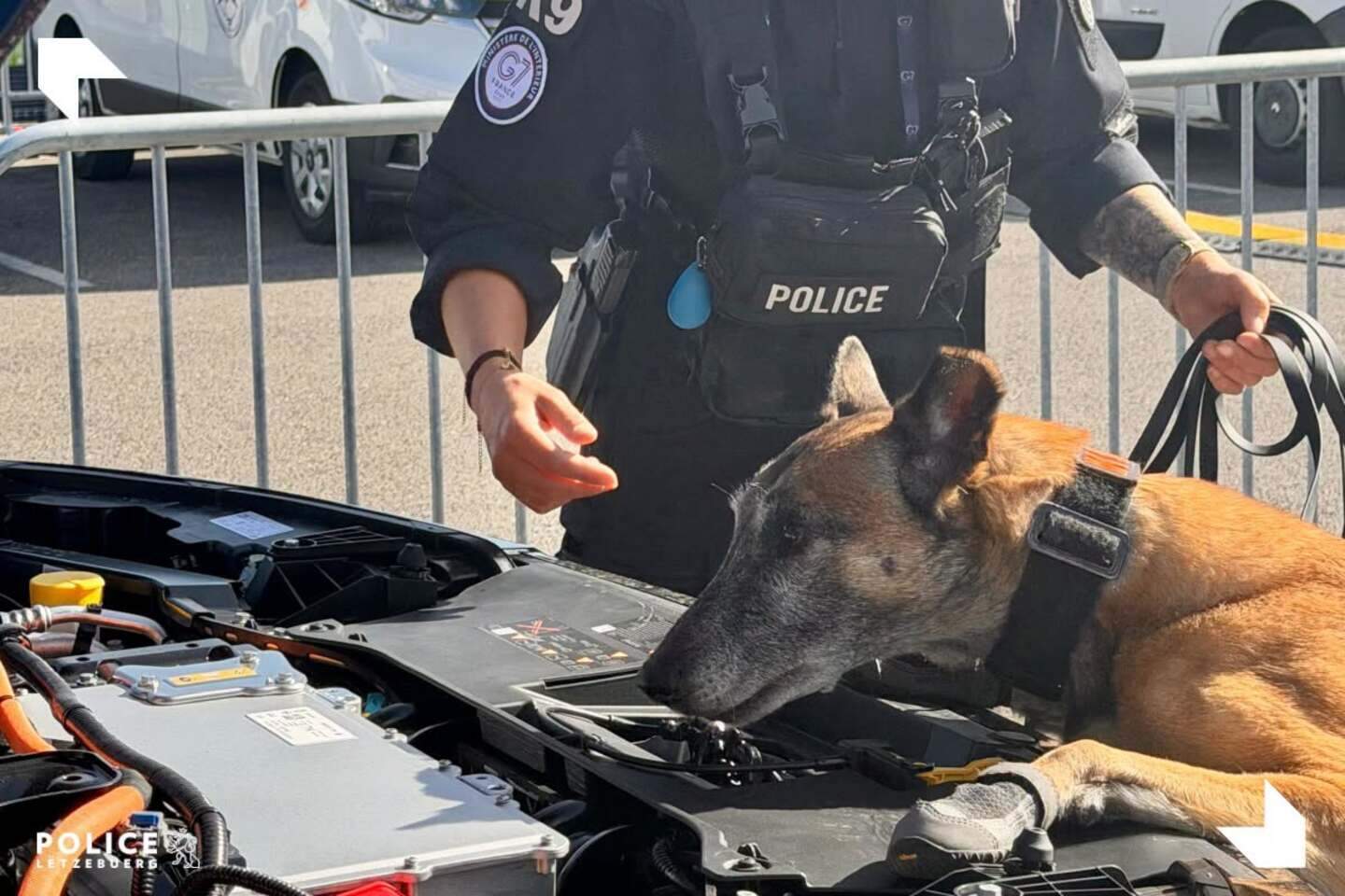 cao policia.jpeg (144 KB)