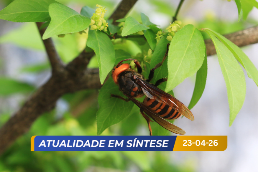 Vespas asiáticas? Capital paga-lhe serviço de eliminação do ninho