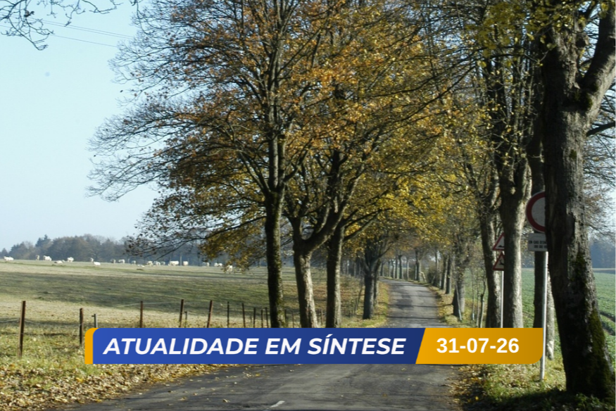 Capital alerta para risco de queda de árvores e não é por causa do vento